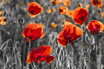  red poppies, black and white