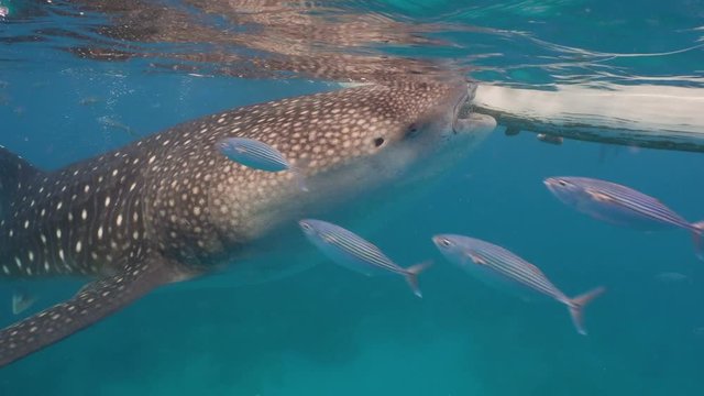 Whale Shark swimming in the clear blue water. Rhincodon typus. Whale shark underwater. 4K video, Philippines, Oslob.. Wonderful and beautiful underwater world.