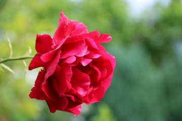 Rote Rose in der Natur