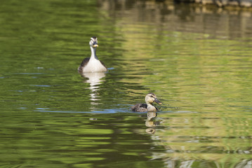 Mother and her chick of spot-billed ducks swim on a pond.

