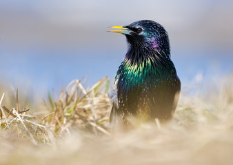 Common Starling posing in spring grass close shot