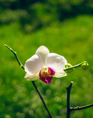 White phalaenopsis orchid in a green garden