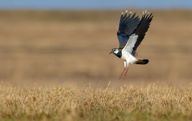 Northern lapwing in flight over grass and ground with fully stretched wings