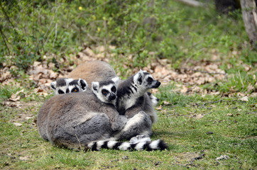 Naklejka na ściany i meble Lemurs, makis family with baby