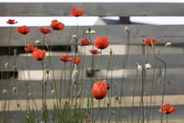 Red poppies at a fence