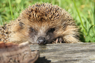 IGEL