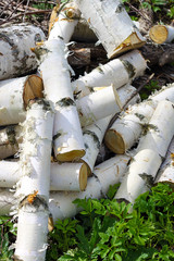 Birch logs