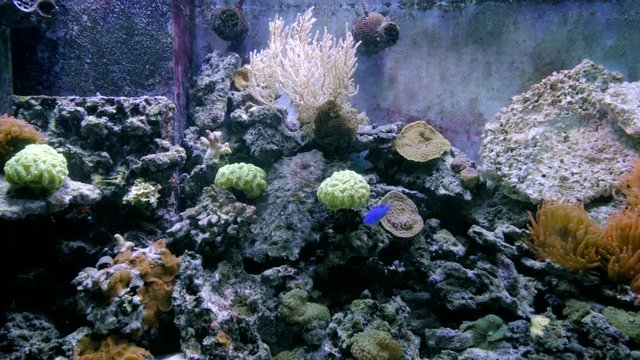 shrimps swimming in aquarium in plant and coral