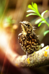 Young bird in the forest on a sunny day