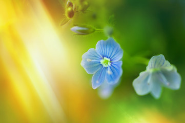 Fototapeta na wymiar Blue flowers forget-me-not and sunlight