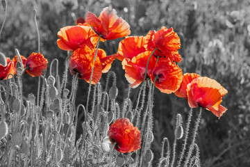 Flowers Red poppies blossom on wild field