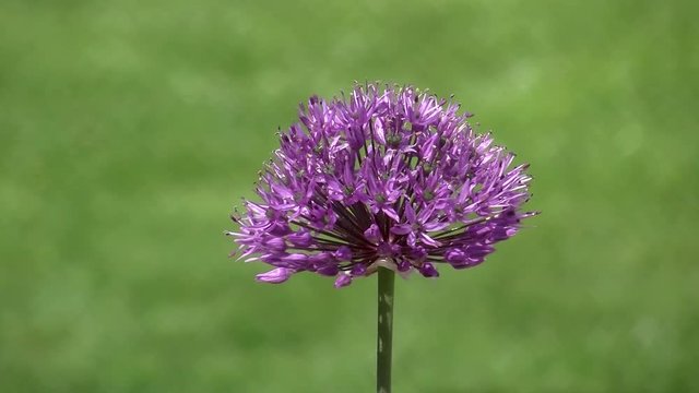 Der bl&uuml;hende Zierlauch bewegt sich im Wind