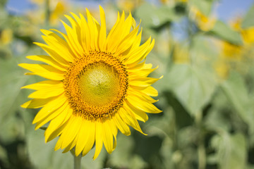 Closeup Sunflower,  Sunflower facing the sun.  Bright yellow sunflower   Lopburi  , Thailand