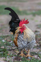 Bantam Chicken In Temple Of Thailand.