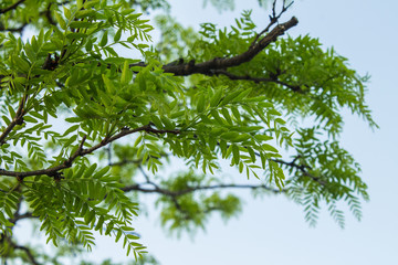 Tree Branches