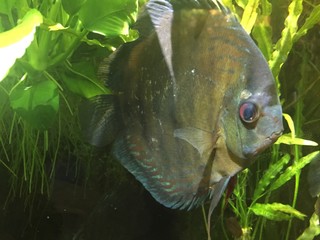 blue discuss tropical fish