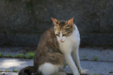 サバ虎柄の猫