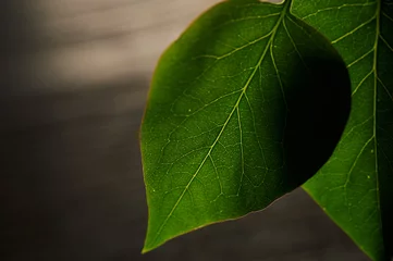 Photo sur Plexiglas Lilas microsurgeries texture of a green leaf of lilac. soft focus .Close