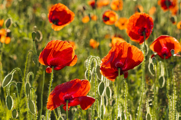 Flowers Red poppies blossom on wild field