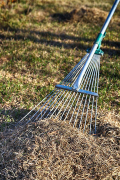 Dethatching lawn with a lawn rake in the April garden