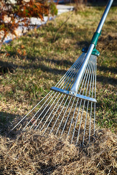 Dethatching lawn with a lawn rake in the April garden