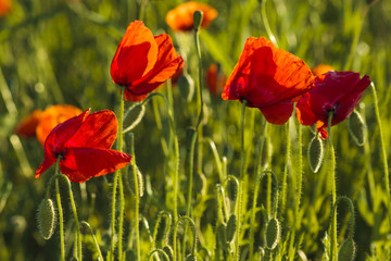 Obraz premium Flowers Red poppies blossom on wild field