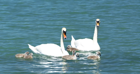 Swan family at Lake Balaton, Hungary