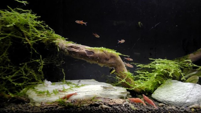 shrimps swimming in aquarium in plant and coral