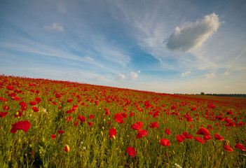 Fototapeta na wymiar Field of red poppies in a beautiful sunny day