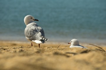 Motueka - Kaiteriteri Beach