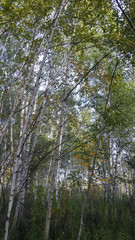 Autumn, Variety Colors of Leaves on trees in Toronto Island Natural Park, Ontario, Canada