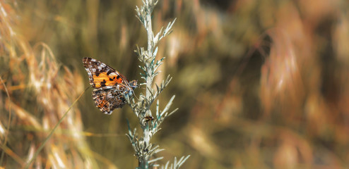 beautiful Butterfly on Flower, Makro