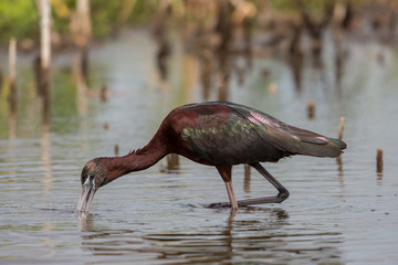 Glossy ibis (Plegadis falcinellus), Florida, United States