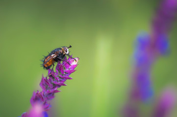 Igelfliege (Tachina fera) Raupenfliege auf Steppensalbei, Makro