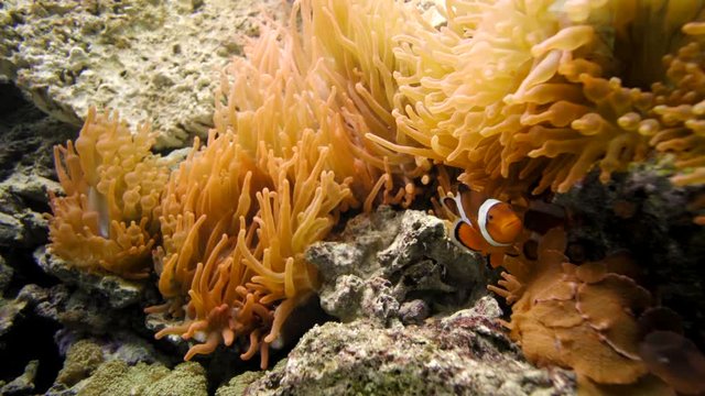 clown fish swimming in aquarium in plant and coral