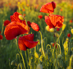 Red poppies in the light of the rising sun