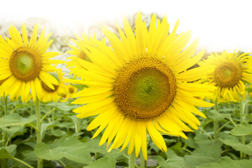 Fototapeta premium sunflower