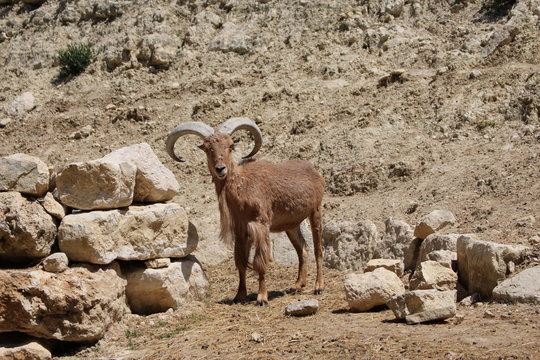 mouflon &agrave; manchettes