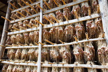 Agricultural vegetables in thailand