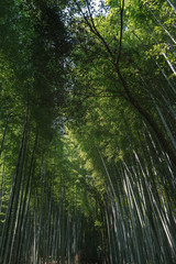 Fototapeta na wymiar 古都京都　嵯峨野の竹林風景