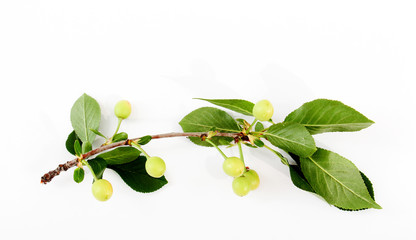Obraz premium Cherry isolated on white background