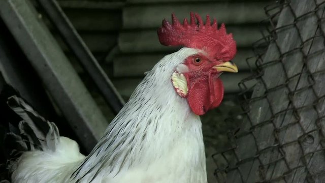 Portrait. The white cock gives a voice of alarm. Morning. Wake up everyone. New day. Enable audio track