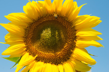 Bee collects sunflower pollen for honey