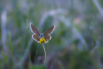 Papillon

