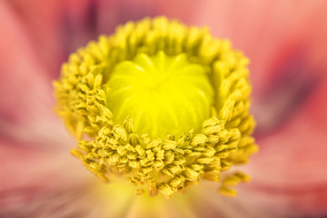 Schlafmohn, Bl&uuml;te