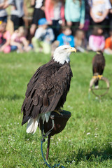 Predator bird - bald eagle