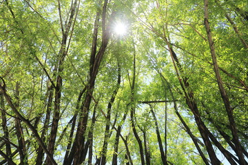 Sunshine filtering through foliage