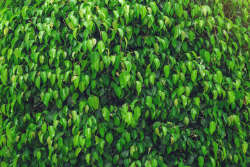 Interesting background of bright green leaves in spring with beautiful light. The concept of ecology