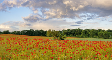 Obraz premium Field of red poppies in a beautiful sunny day