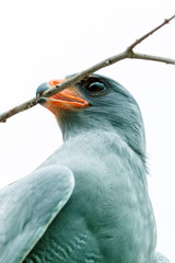 Eagle with a stick in his beak